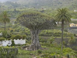 Tenerife2002-2003-018